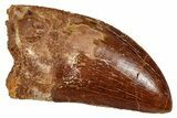 Serrated, Carcharodontosaurus Tooth - Real Dinosaur Tooth #341293-1
